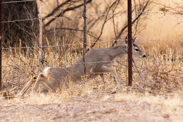 Coues Deer Arizona White-tailed Deer Odocoileus virginianus couesi