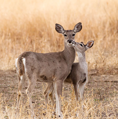 Coues Deer Arizona White-tailed Deer Odocoileus virginianus couesi