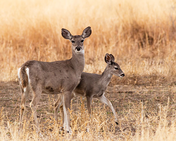 Coues Deer Arizona White-tailed Deer Odocoileus virginianus couesi