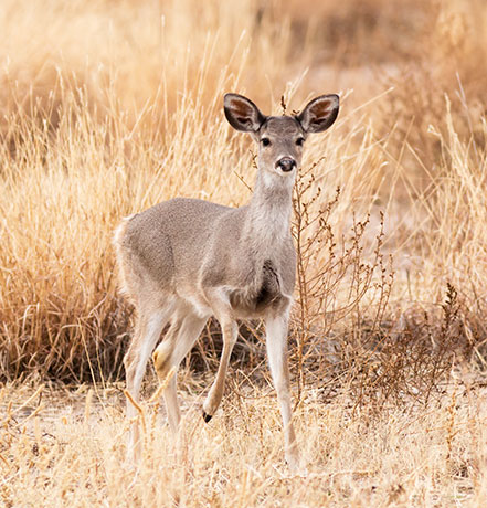 Coues Deer Arizona White-tailed Deer Odocoileus virginianus couesi