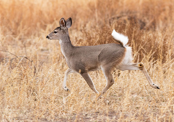 Coues Deer Arizona White-tailed Deer Odocoileus virginianus couesi