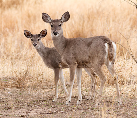 Coues Deer Arizona White-tailed Deer Odocoileus virginianus couesi