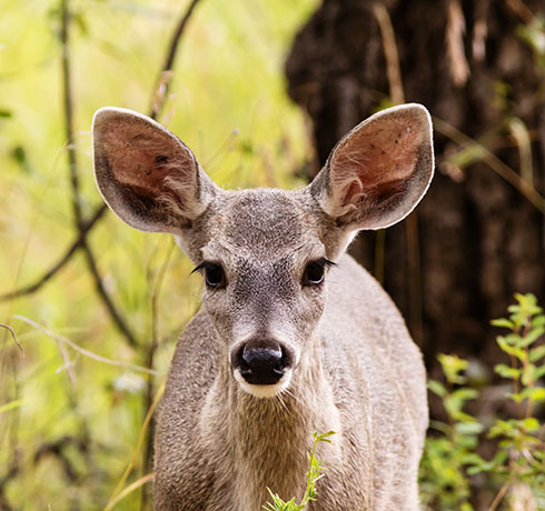 Coues Deer Arizona White-tailed Deer Odocoileus virginianus couesi