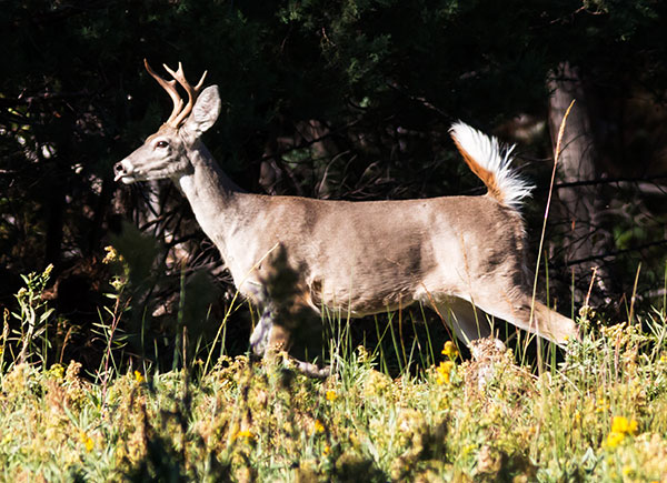 Coues Deer Arizona White-tailed Deer Odocoileus virginianus couesi
