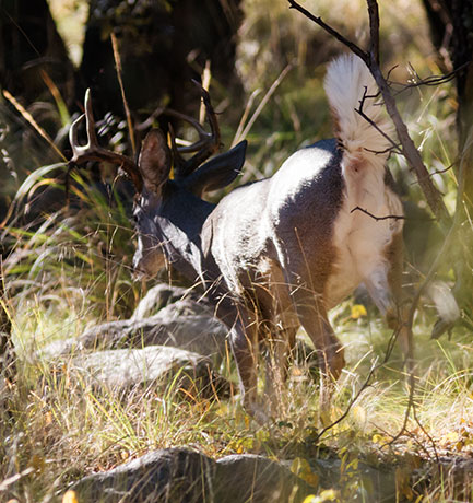 Coues Deer Arizona White-tailed Deer Odocoileus virginianus couesi