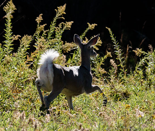 Coues Deer Arizona White-tailed Deer Odocoileus virginianus couesi