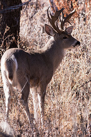 Coues Deer Arizona White-tailed Deer Odocoileus virginianus couesi