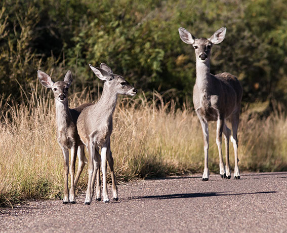 Coues Deer Arizona White-tailed Deer Odocoileus virginianus couesi