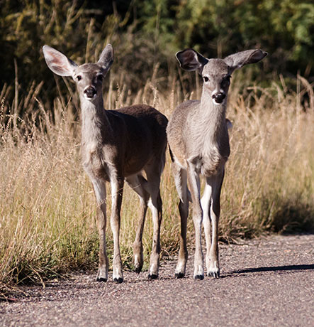 Coues Deer Arizona White-tailed Deer Odocoileus virginianus couesi