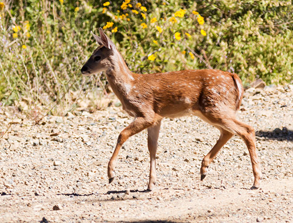 Coues Deer Arizona White-tailed Deer Odocoileus virginianus couesi
