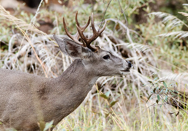 Coues Deer Arizona White-tailed Deer Odocoileus virginianus couesi