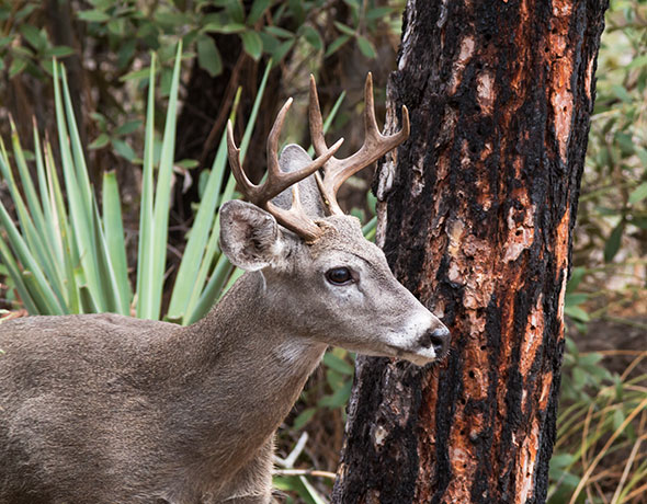 Coues Deer Arizona White-tailed Deer Odocoileus virginianus couesi