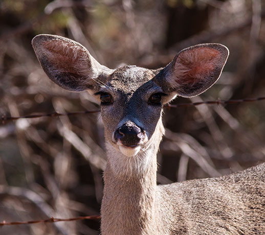Coues Deer Arizona White-tailed Deer Odocoileus virginianus couesi