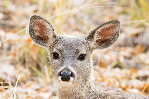 Coues Deer Arizona White-tailed Deer Odocoileus virginianus couesi