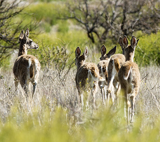 Coues Deer Arizona White-tailed Deer Odocoileus virginianus couesi