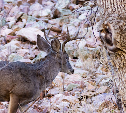 Coues Deer Arizona White-tailed Deer Odocoileus virginianus couesi