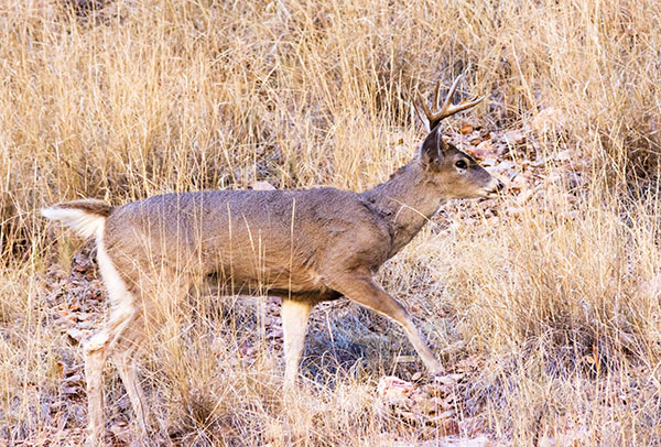 Coues Deer Arizona White-tailed Deer Odocoileus virginianus couesi