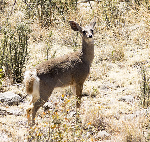 Coues Deer Arizona White-tailed Deer Odocoileus virginianus couesi