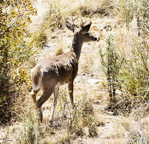 Coues Deer Arizona White-tailed Deer Odocoileus virginianus couesi
