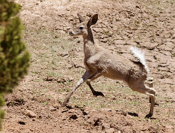 Coues Deer Arizona White-tailed Deer Odocoileus virginianus couesi