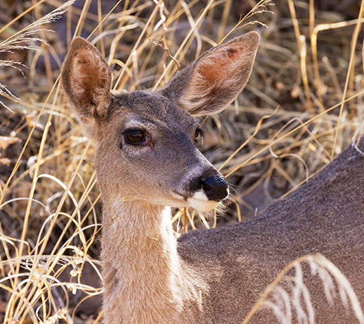 Coues Deer Arizona White-tailed Deer Odocoileus virginianus couesi