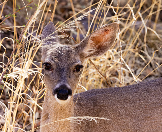 Coues Deer Arizona White-tailed Deer Odocoileus virginianus couesi