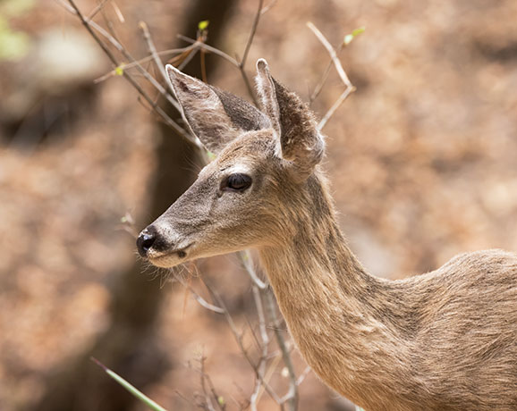 Coues Deer Arizona White-tailed Deer Odocoileus virginianus couesi