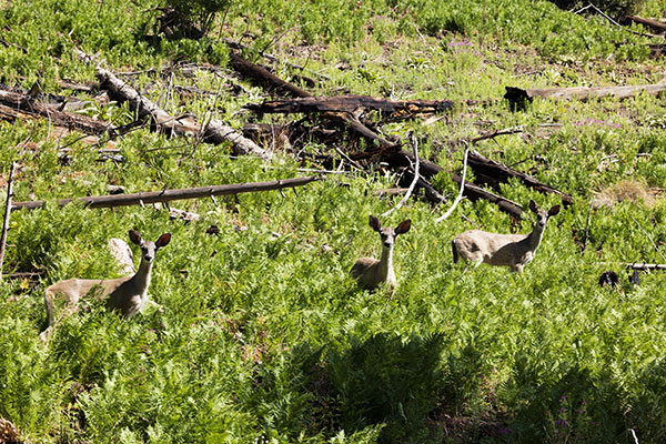 Coues Deer Arizona White-tailed Deer Odocoileus virginianus couesi