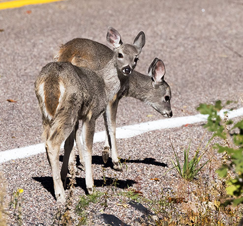 Coues Deer Arizona White-tailed Deer Odocoileus virginianus couesi