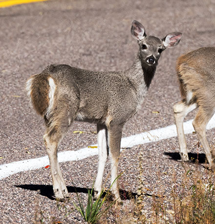 Coues Deer Arizona White-tailed Deer Odocoileus virginianus couesi