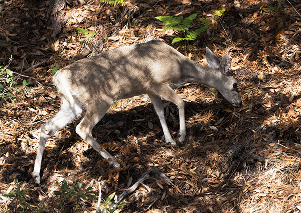 Coues Deer Arizona White-tailed Deer Odocoileus virginianus couesi