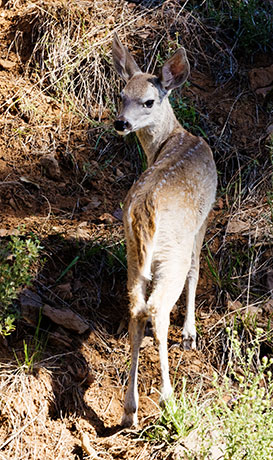 Coues Deer Arizona White-tailed Deer Odocoileus virginianus couesi