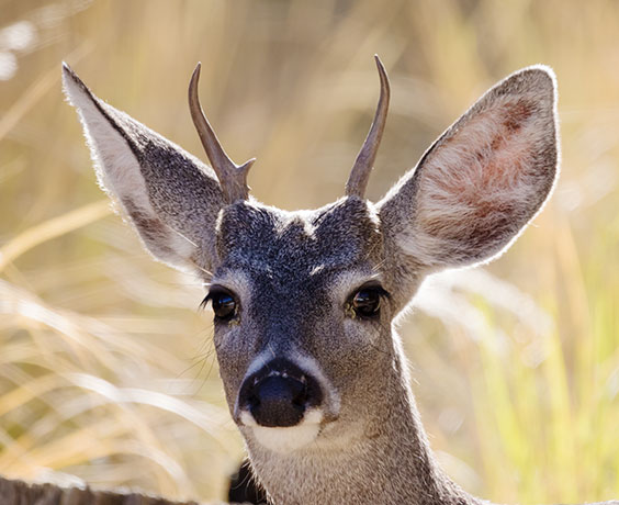 Coues Deer Arizona White-tailed Deer Odocoileus virginianus couesi
