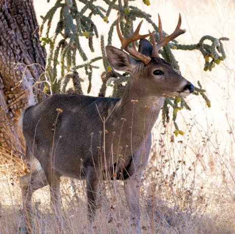 Coues Deer Arizona White-tailed Deer Odocoileus virginianus couesi