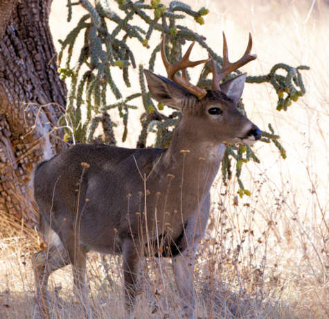 Coues Deer Arizona White-tailed Deer Odocoileus virginianus couesi