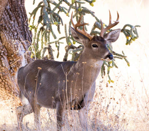 Coues Deer Arizona White-tailed Deer Odocoileus virginianus couesi