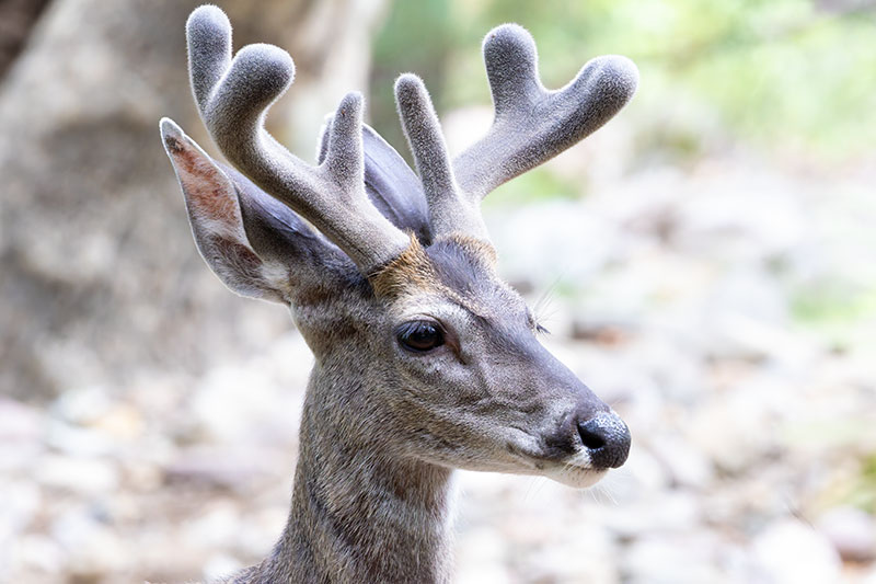Coues Deer Arizona White-tailed Deer Odocoileus virginianus couesi