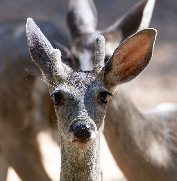 Coues Deer Arizona White-tailed Deer Odocoileus virginianus couesi