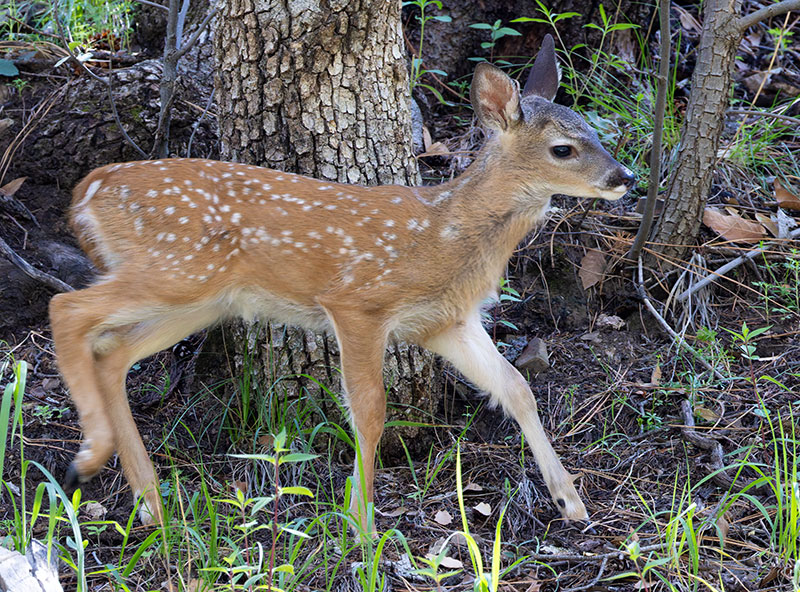 Coues Deer Arizona White-tailed Deer Odocoileus virginianus couesi