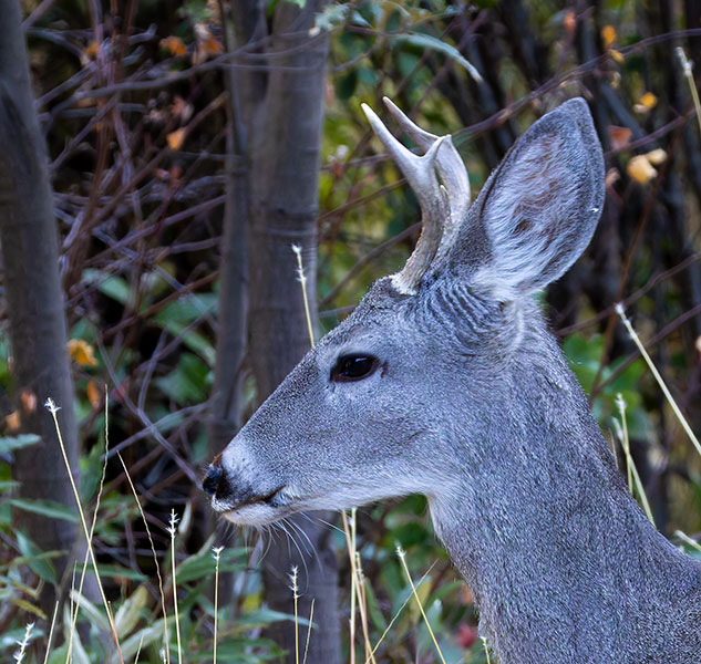 Coues Deer Arizona White-tailed Deer Odocoileus virginianus couesi