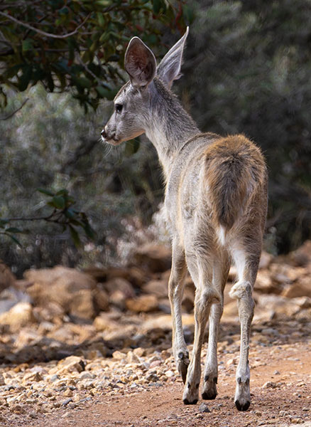 Coues Deer Arizona White-tailed Deer Odocoileus virginianus couesi