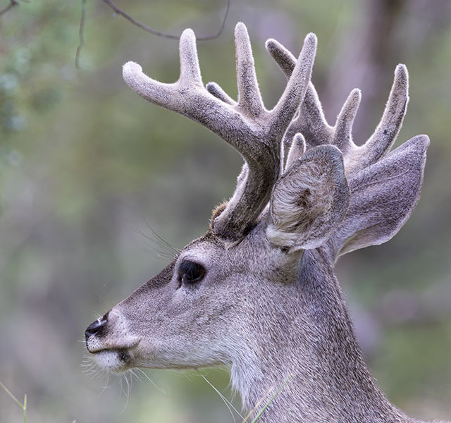 Coues Deer Arizona White-tailed Deer Odocoileus virginianus couesi