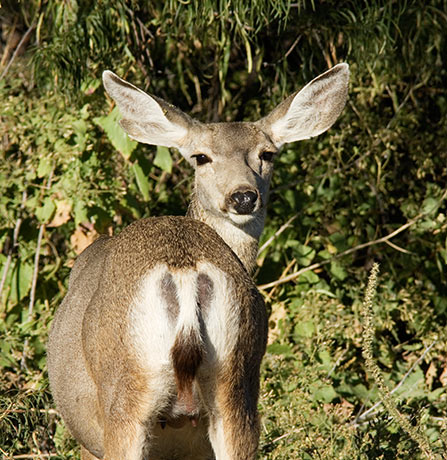 Mule Deer Odocoileus hemionus