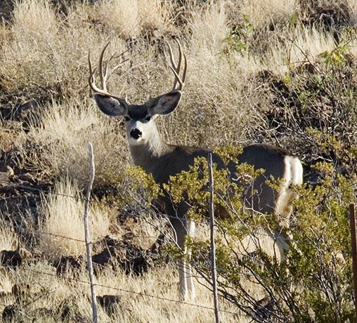 Mule Deer Odocoileus hemionus