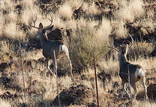 Mule Deer Odocoileus hemionus