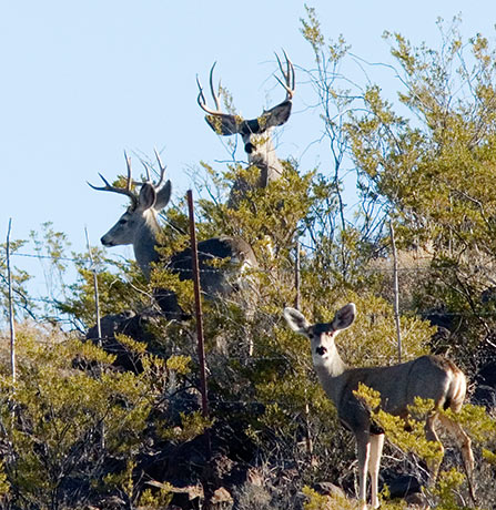 Mule Deer Odocoileus hemionus