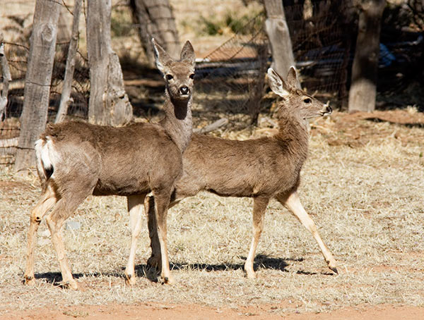 Mule Deer Odocoileus hemionus