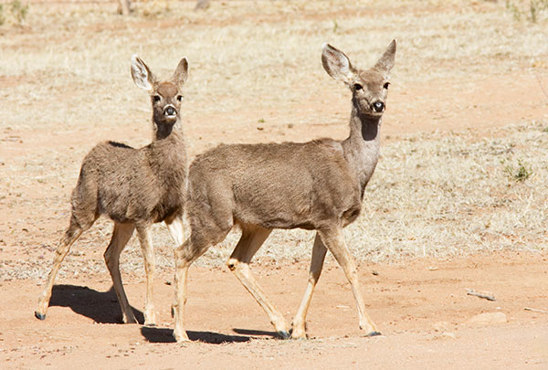 Mule Deer Odocoileus hemionus