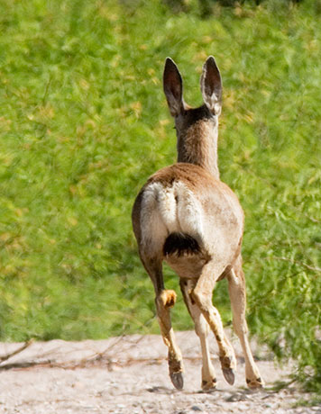 Mule Deer Odocoileus hemionus