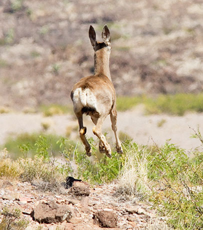 Mule Deer Odocoileus hemionus